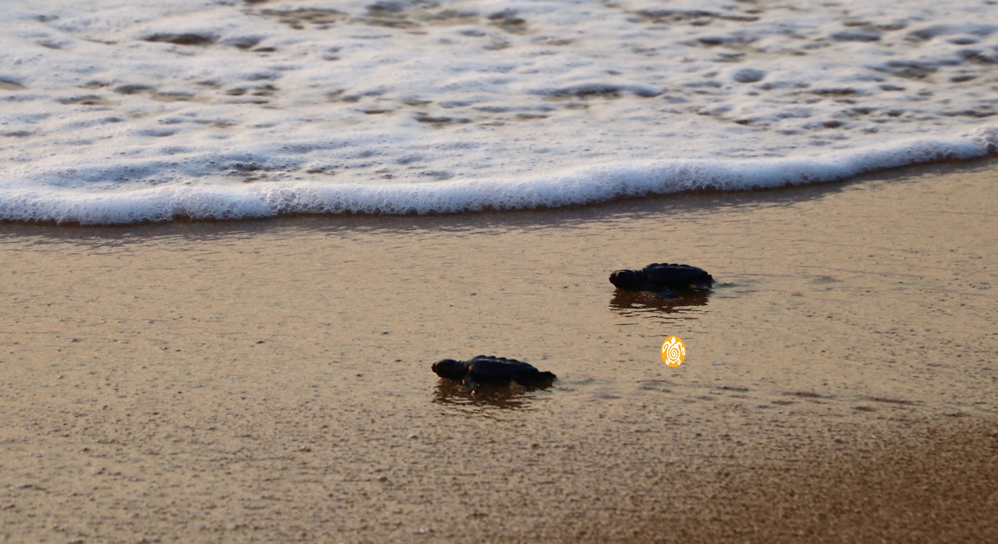 Les tortues se ruent vers la mer… ©The Orange House Project