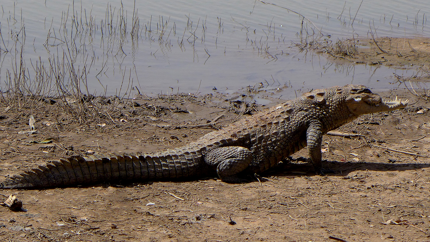 Ce crocodile a perdu sa mâchoire dans une bataille avec un de ses pairs. 