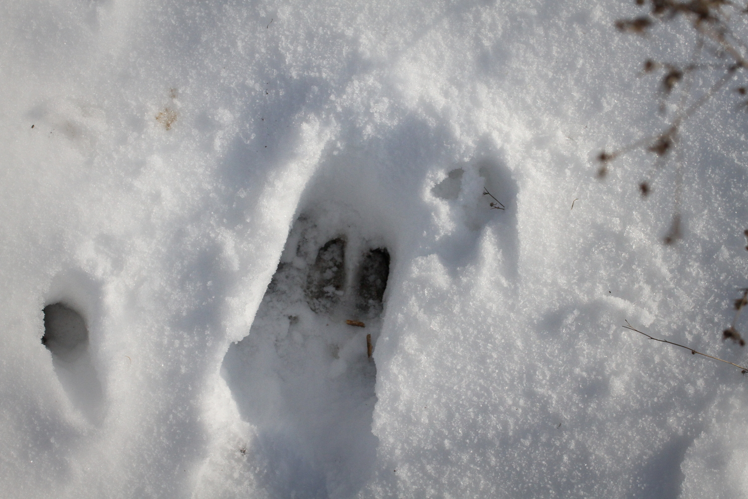 Trace d’un cerf dans la neige. © Globe Reporters