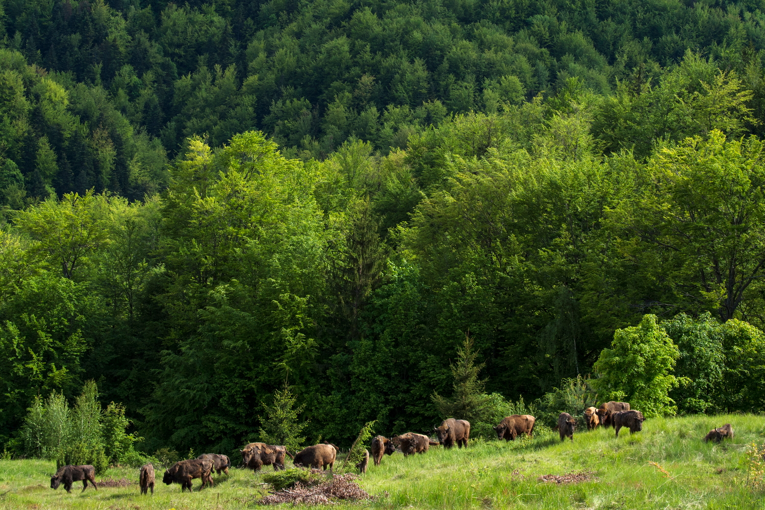 Bisons dans les Carpates © WWF Roumanie