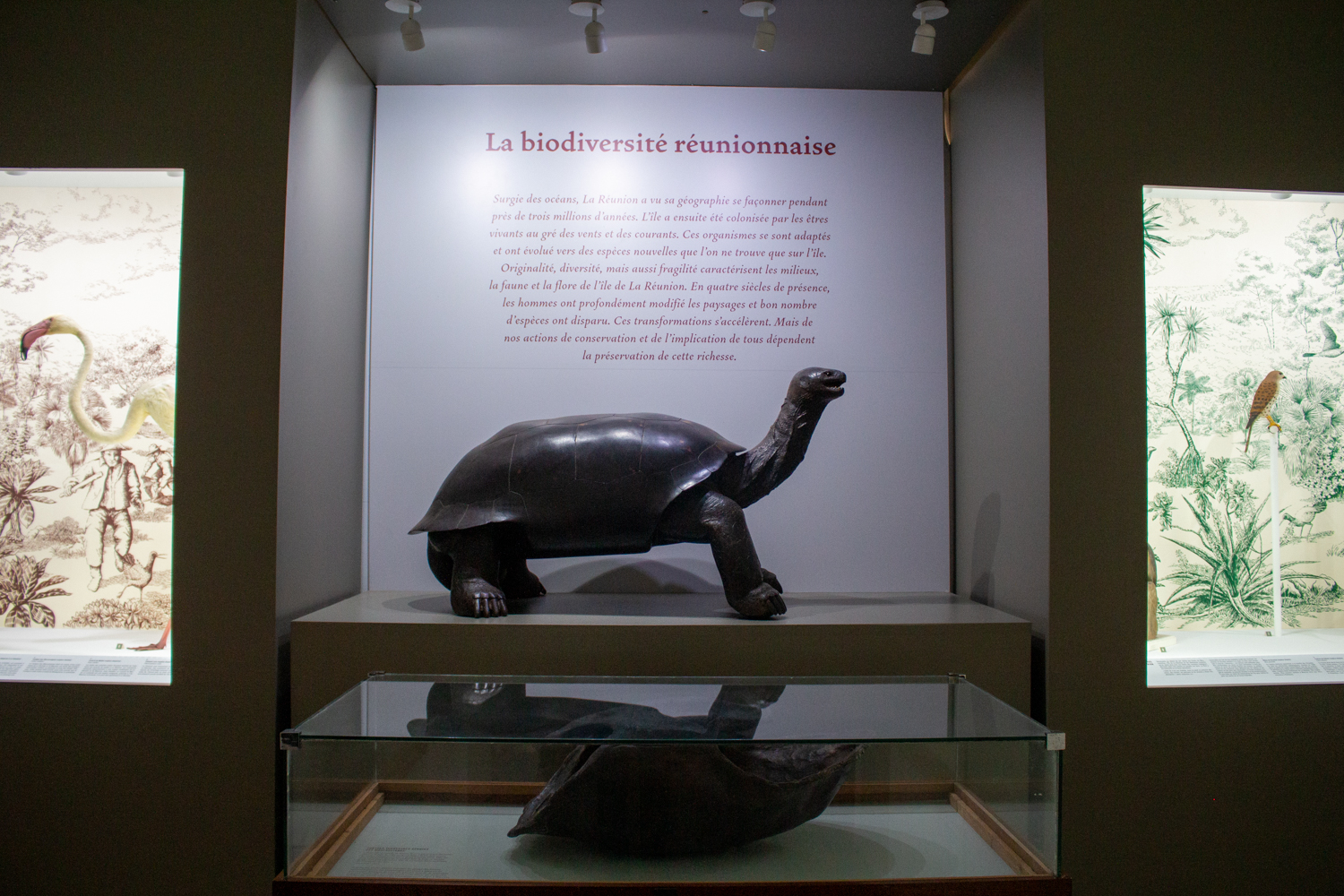La tortue terrestre de Bourbon (Cylindraspis borbonica) a complètement disparu, victime de la chasse après l’arrivée de l’Homme dans l’île en 1663 © Globe Reporters