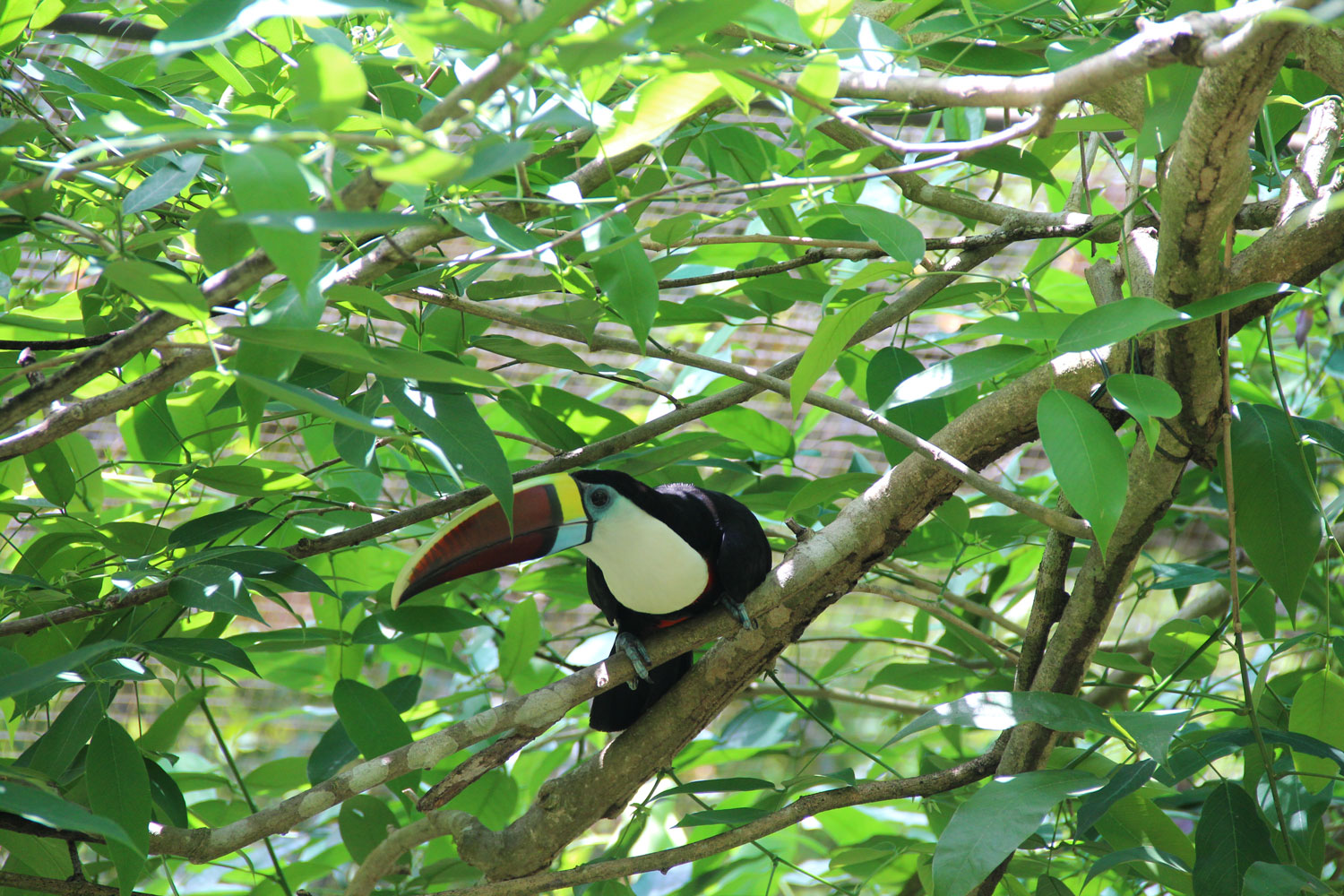 Toucan – crédit Zoo de Guyane