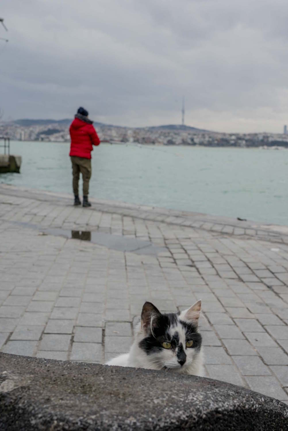 Les chats sont toujours à l’affût de leurs prises.  © Globe Reporters