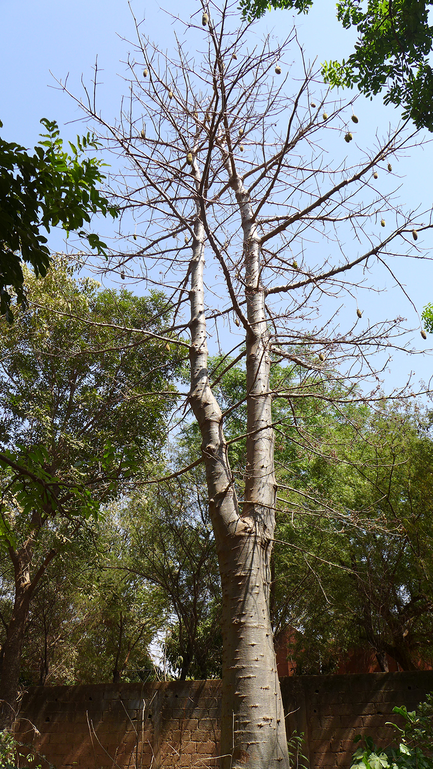 Le baobab est un arbre sacré où, selon certaines croyances et légendes, les esprits trouvent refuge. 