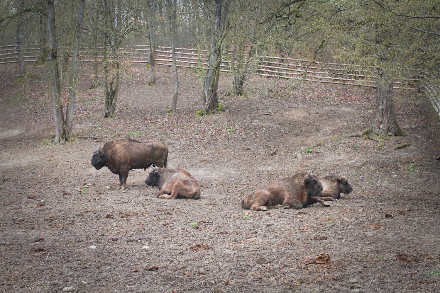 Le coin des femelles bisons © Globe Reporters