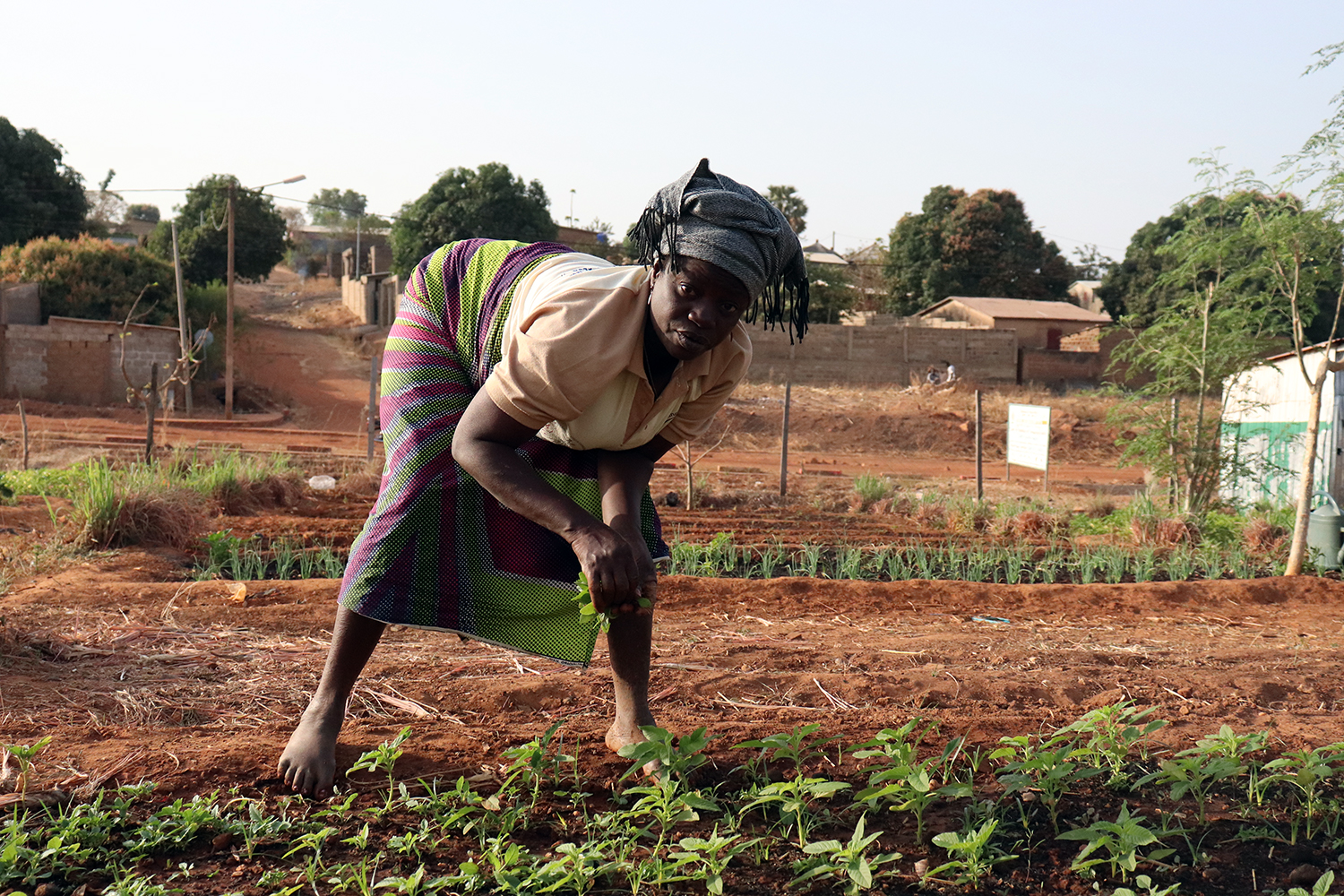 Hortense AGBETOU récolte des amarantes, un légume qui fait partie du quotidien des repas au Bénin et dans une bonne partie des pays africains. 