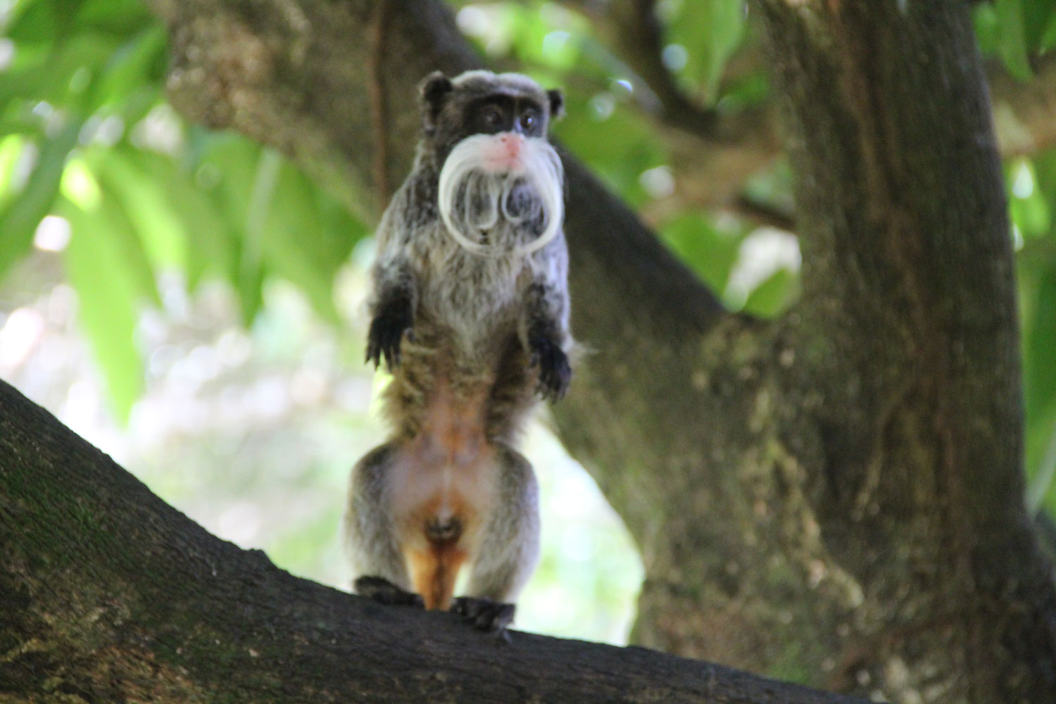 Tamarin Empereur – crédit Zoo de Guyane