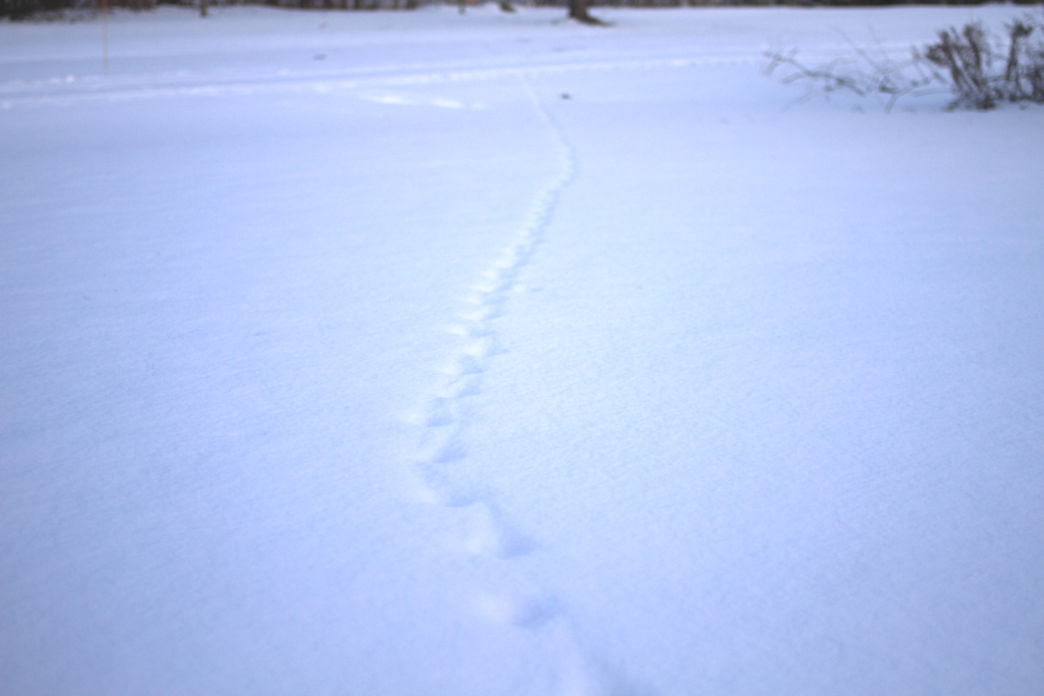 Des traces de renard dans la neige. On sait qu’il s’agit d’un renard car on peut voir le frottement de la queue.