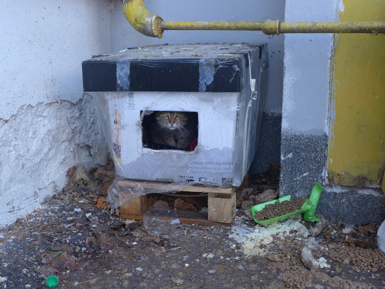 Une note féline, pour conclure : au bas d’un immeuble de Drumul Taberei, les habitants ont aménagé une niche en carton pour que ce chat errant puisse dormir au chaud. Ils le nourrisent aussi.