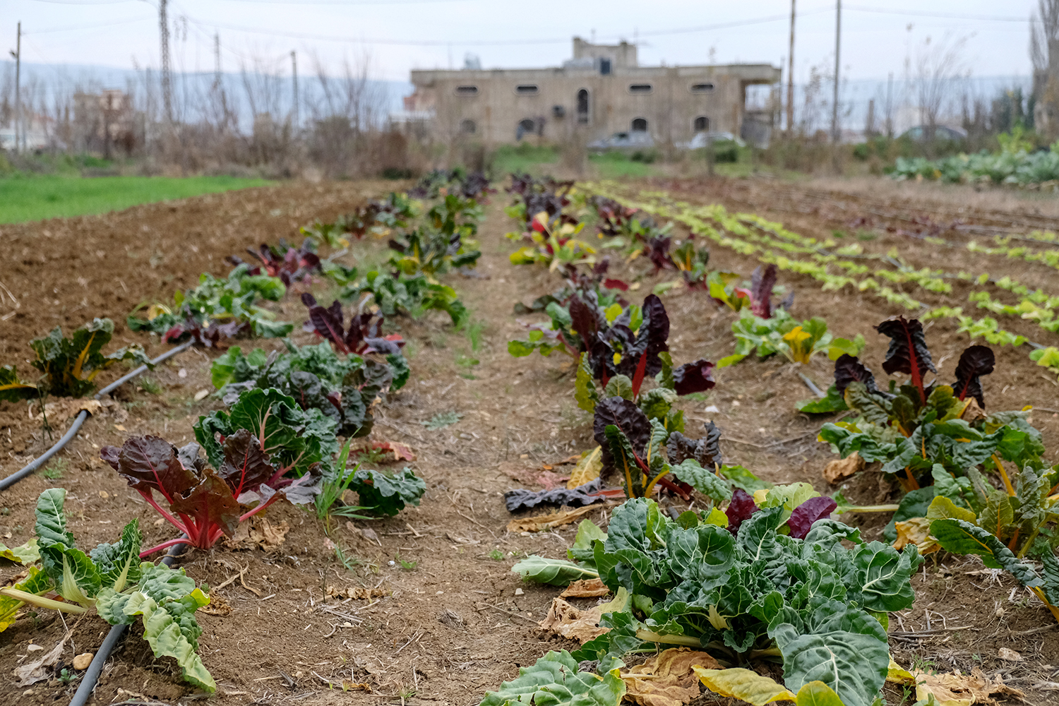 Des blettes arc-en-ciel dans le jardin. L’association vend sa production localement, ainsi que sous la forme de paniers de légumes à Beyrouth © Globe Reporters