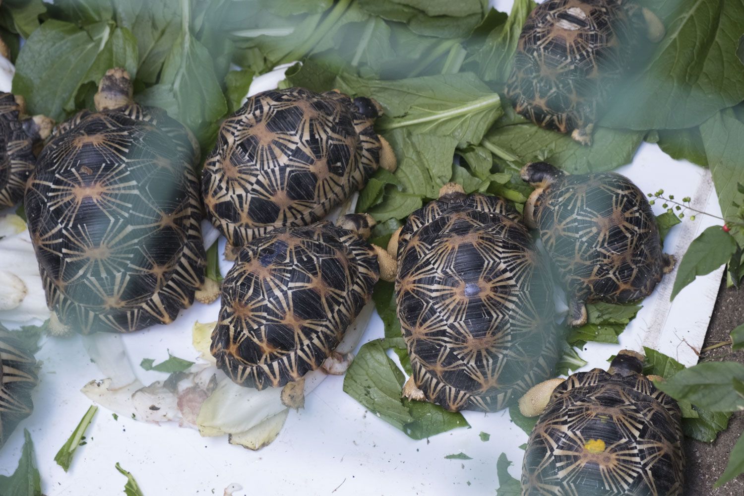 Des bébés tortues de Madagascar.