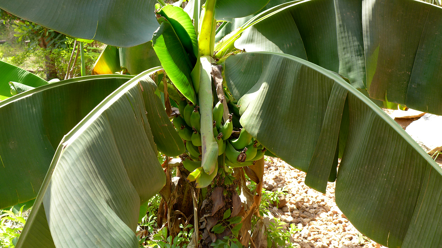 Les bananiers sont très courants dans les cours et les jardins de Ouagadougou. 