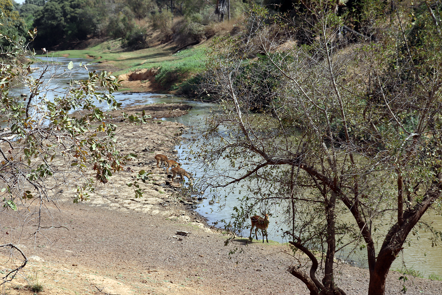 Le parc de la Pendjari doit son nom à la rivière en forme de U qui l’entoure pendant 200 km et qui est son unique source d’eau. 
