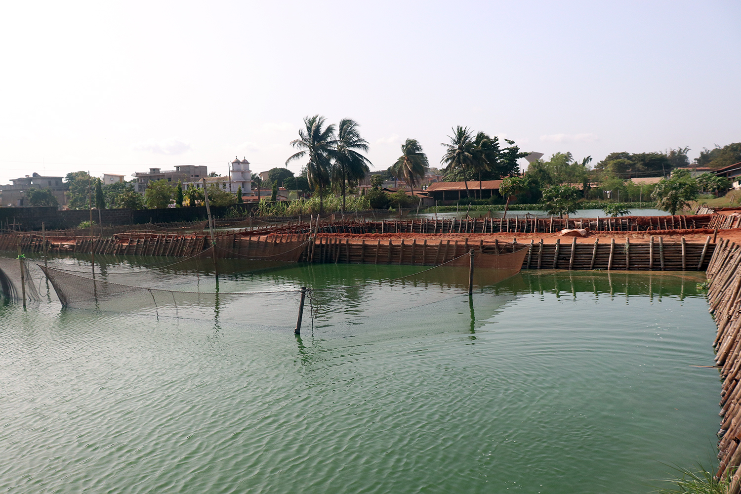La pisciculture n’est pas oubliée. Les résidus ou déchets sortis de ces bassins artificiels pleins de poissons sont réinvestis dans la production.