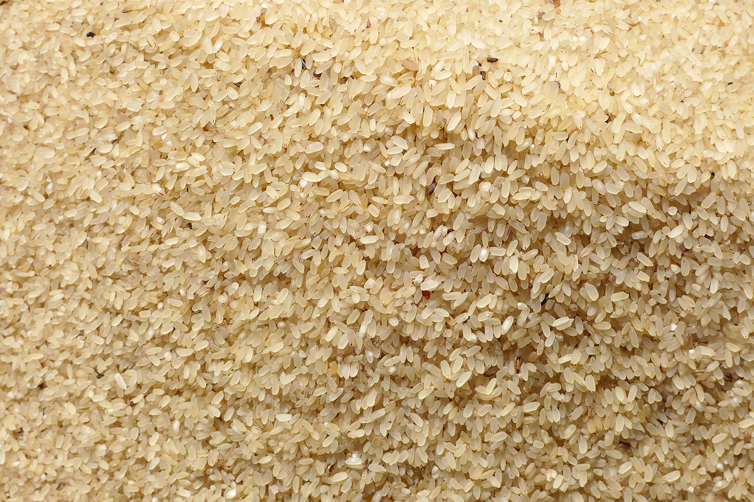 Du riz cultivé à Koba en Guinée.