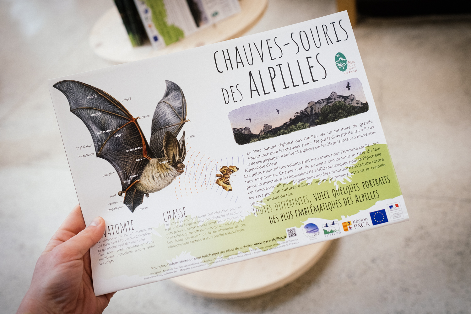 Le Parc naturel régional des Alpilles est le lieu de vie de nombreuses espèces de chauve-souris menacées en France © Globe Reporters