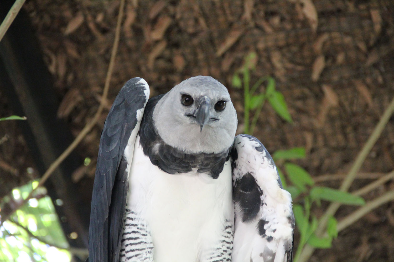 Aigle orné – crédit Zoo de Guyane