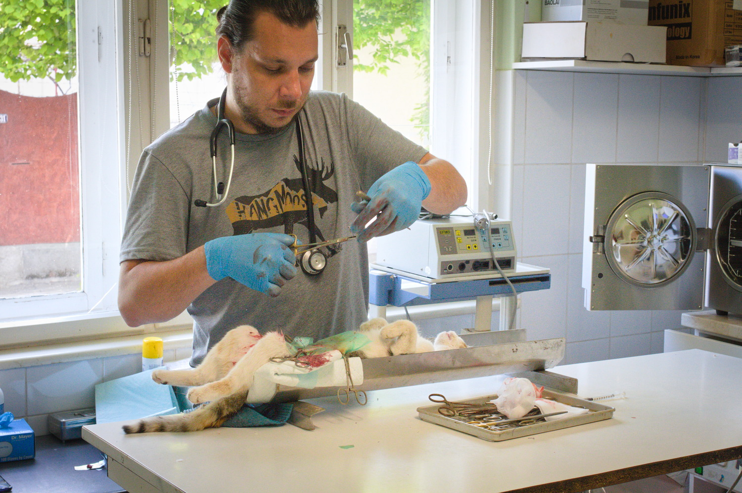 Le collègue de Borka-Vitalis réalise sur une stérilisation sur une chatte © Globe Reporters