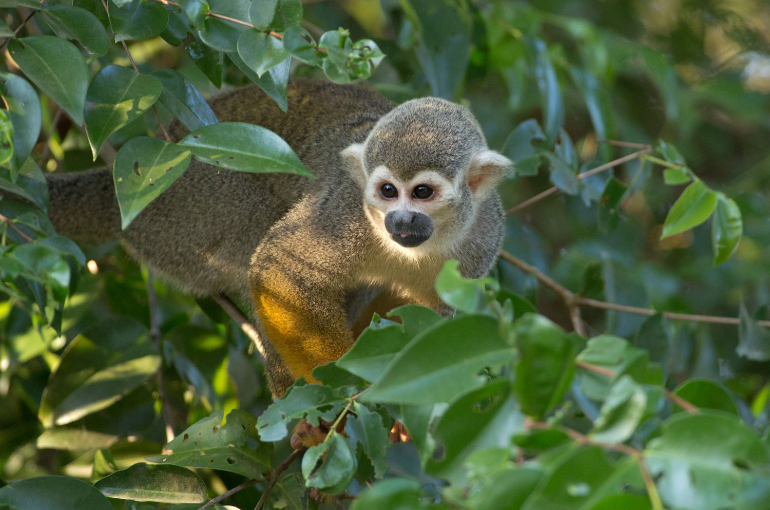 Singe Sapajou, animal mythique du Parc – crédit Parc amazonien