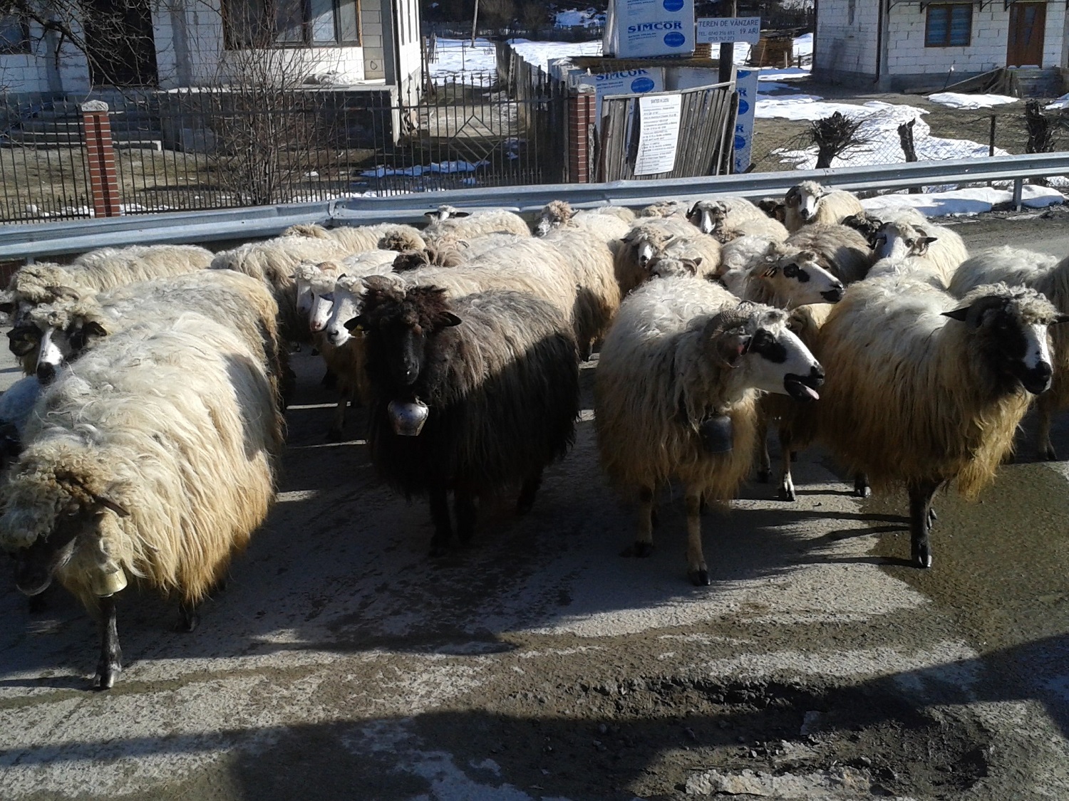 Rencontre avec un troupeau de mouton