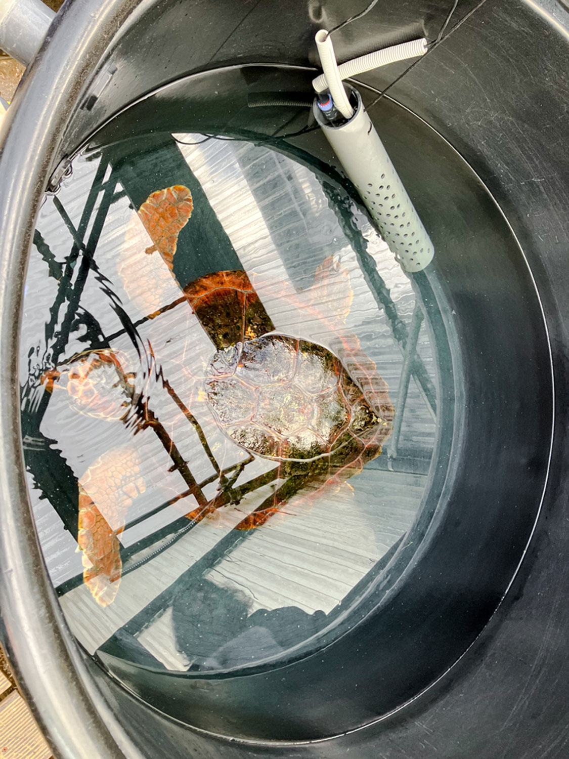 Une tortue dans son réservoir rempli d’eau et de la lumière de la serre © Globe Reporters