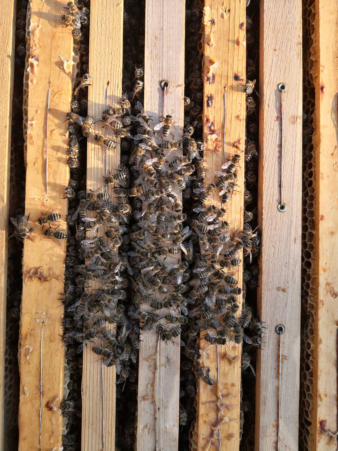 Les abeilles restent au chaud, groupées. La région où vit Denis est connue pour être la plus froide de Roumanie avec des températures pouvant atteindre -30 degrés © Globe Reporters