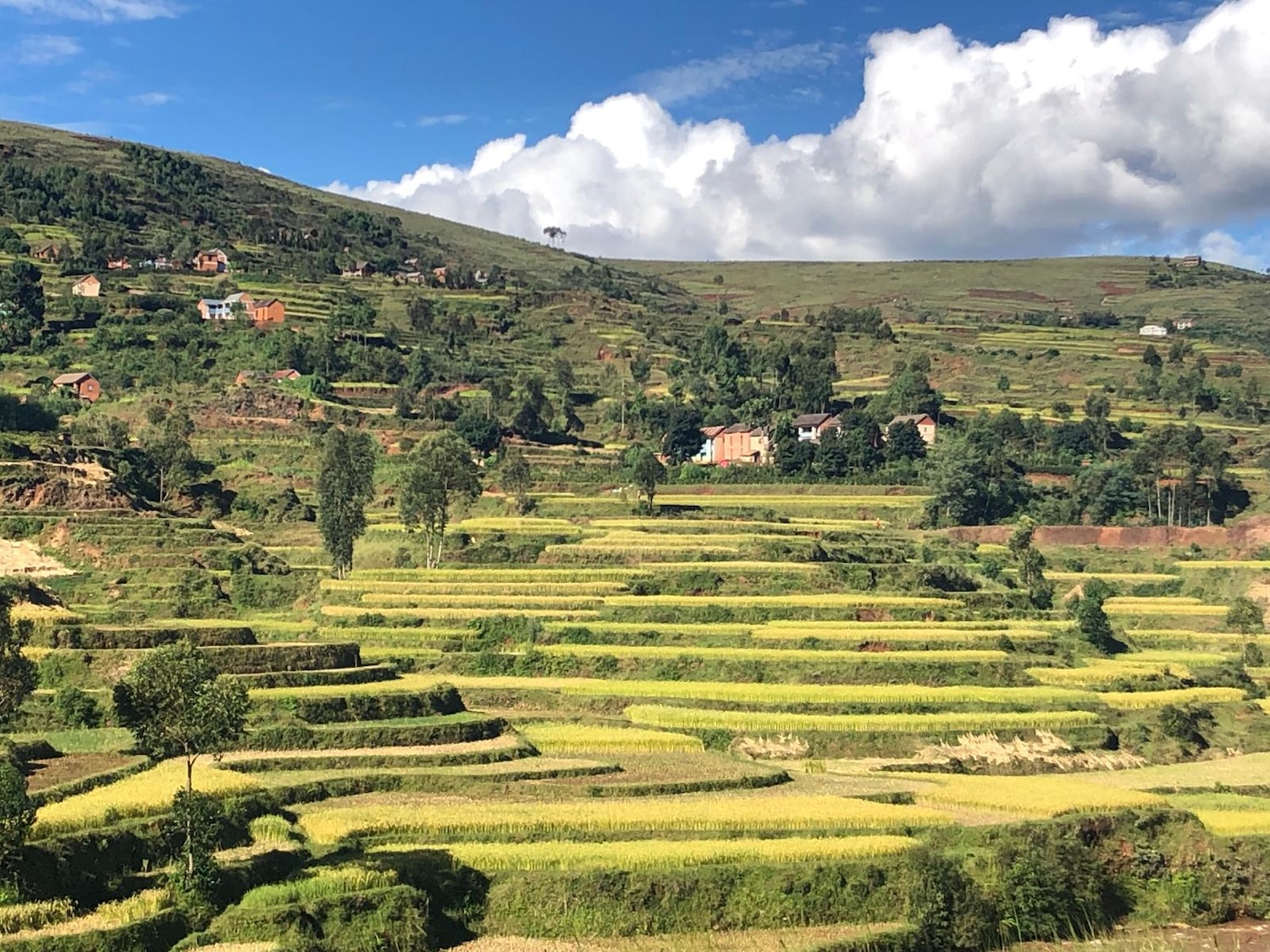 Des champs de riz pluvial sur les collines sur la RN-7 entre Tanà et Antsirabe. Ces petites parcelles organisées en terrasses forment un paysage typique des hauts plateaux à Madagascar © Globe Reporters