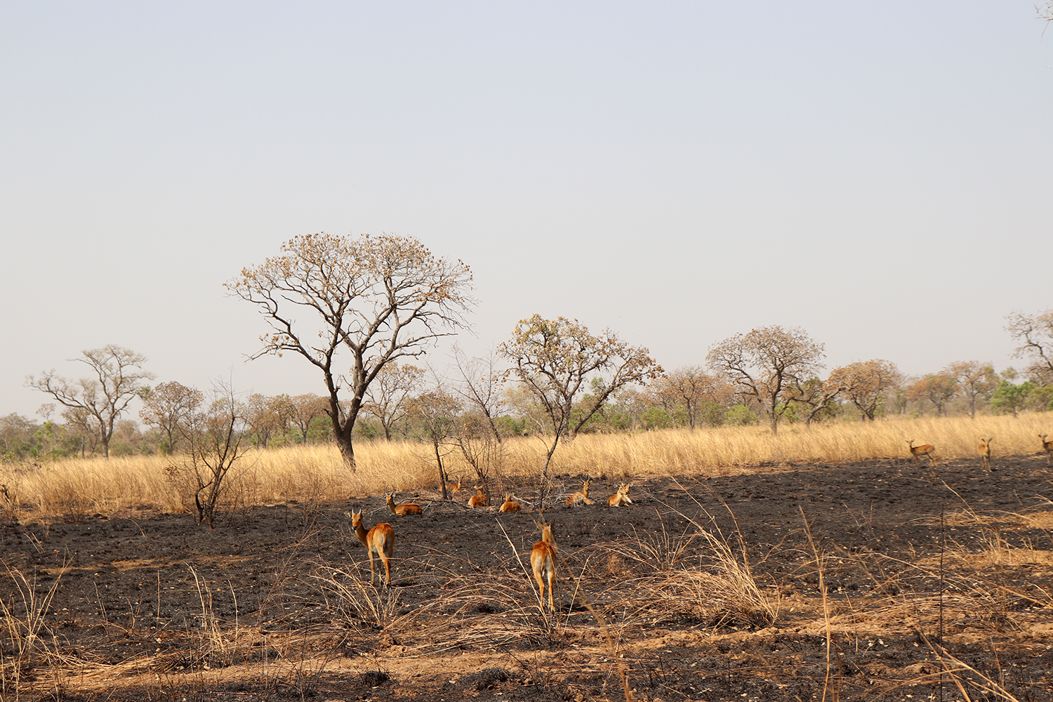Les antilopes restent toujours ensembles et tranquilles quand aucun lion ou guépard n’est dans les environs. 