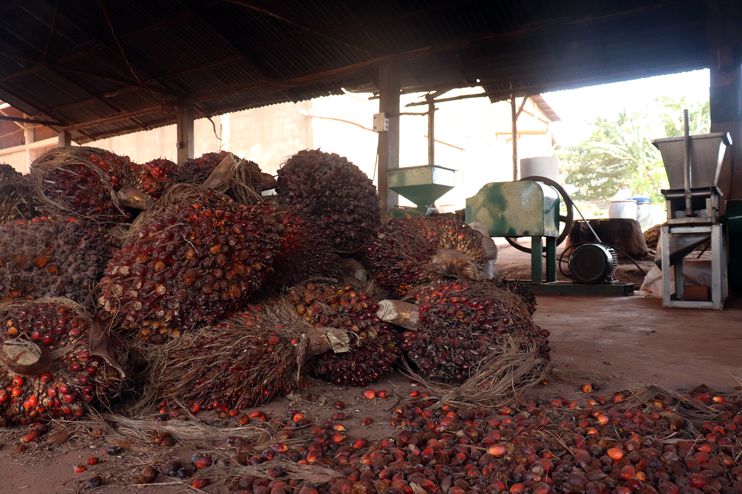 Noix de palme dans l’usine de transformation d’huile de palme.