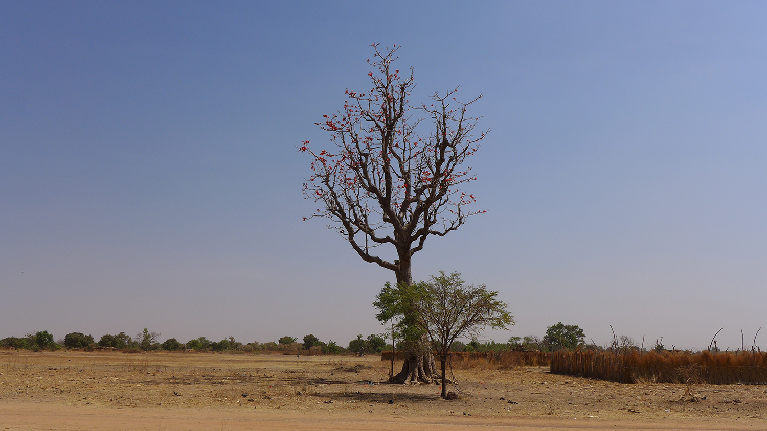Le fromager est un des arbres sacrés au Burkina, comme le baobab. Sa fleur rouge sert à préparer une sauce pour la cuisine, la sauce toéga.