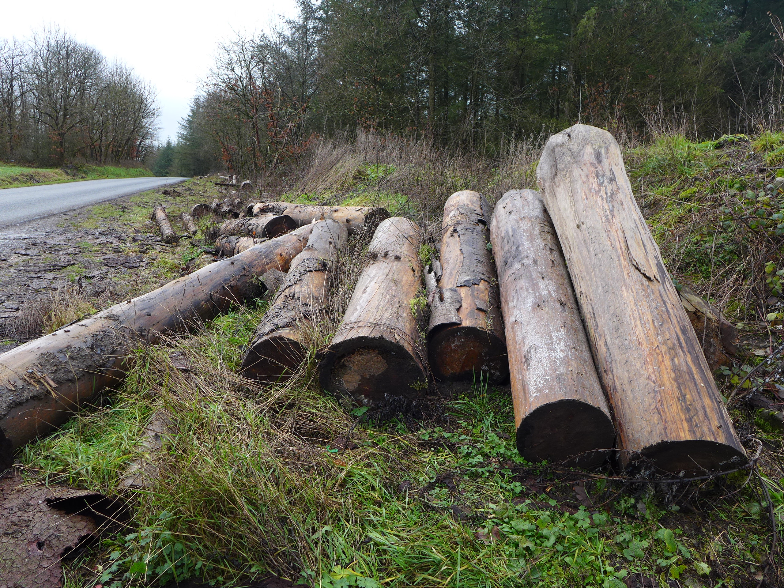 Le prix de ce bois ayant chuté ces derniers mois, on le retrouve en train de pourrir sur le bord de la route © Globe Reporters