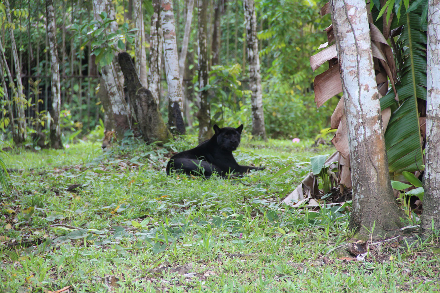 Jaguar – crédit Zoo de Guyane