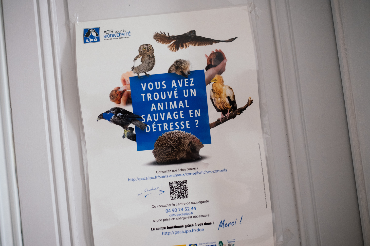 La Ligue pour la protection des oiseaux est une association de protection de l’environnement française fondée en 1912. On peut l’appeler si l’on trouve un animal sauvage blessé © Globe Reporters