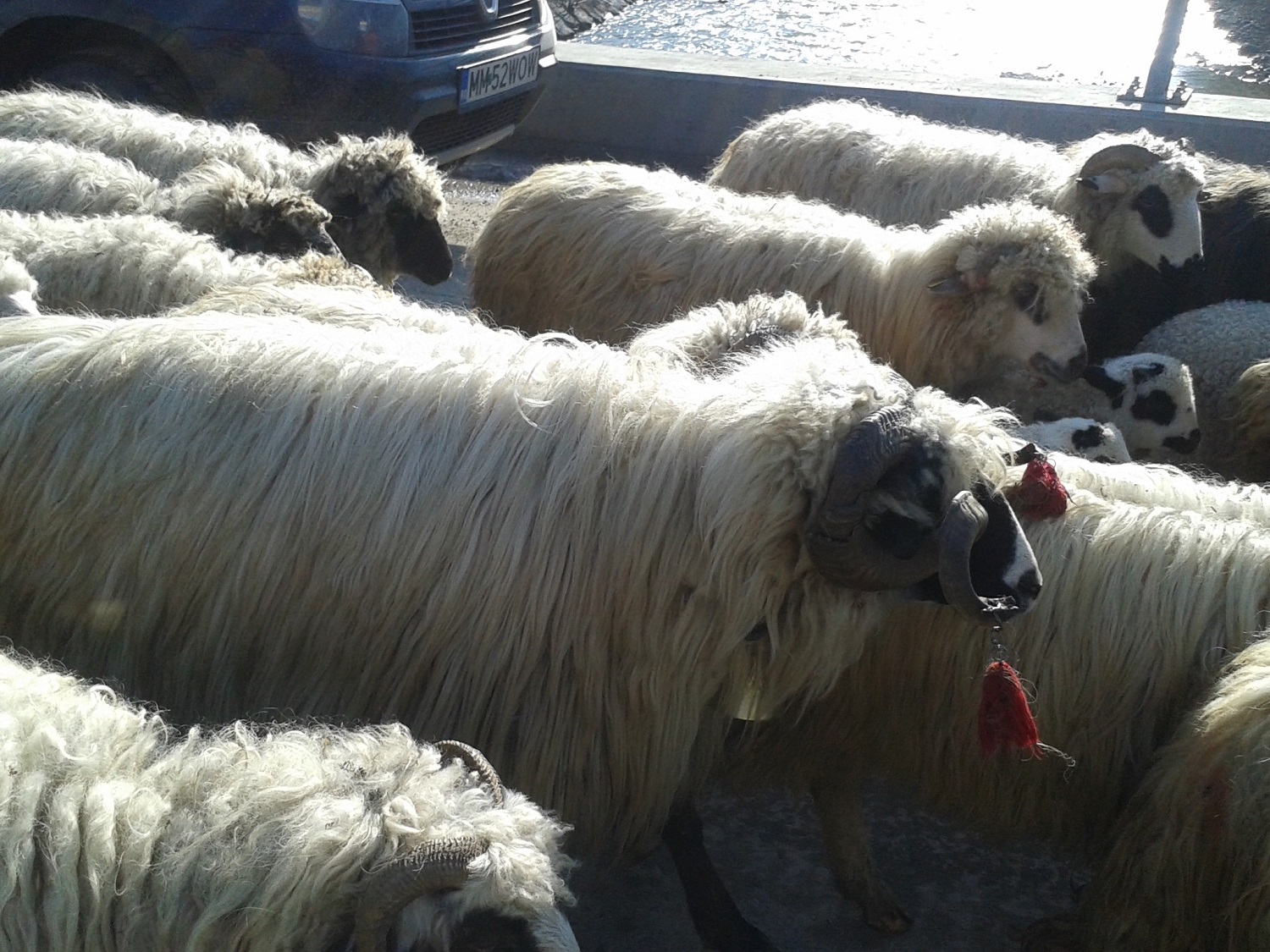 Les cornes des moutons sont décorées de pompons.