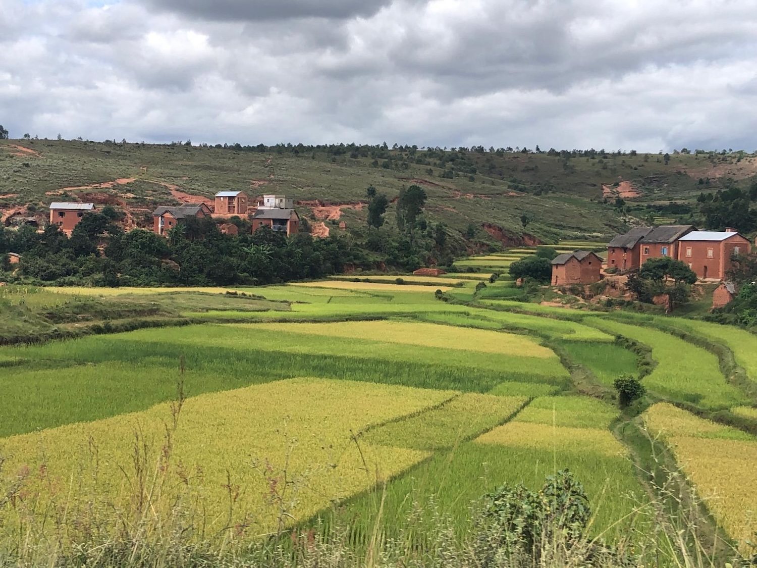 Des champs de riz au pied d’eau dans les environs de la ville d’Antsirabe © Globe Reporters