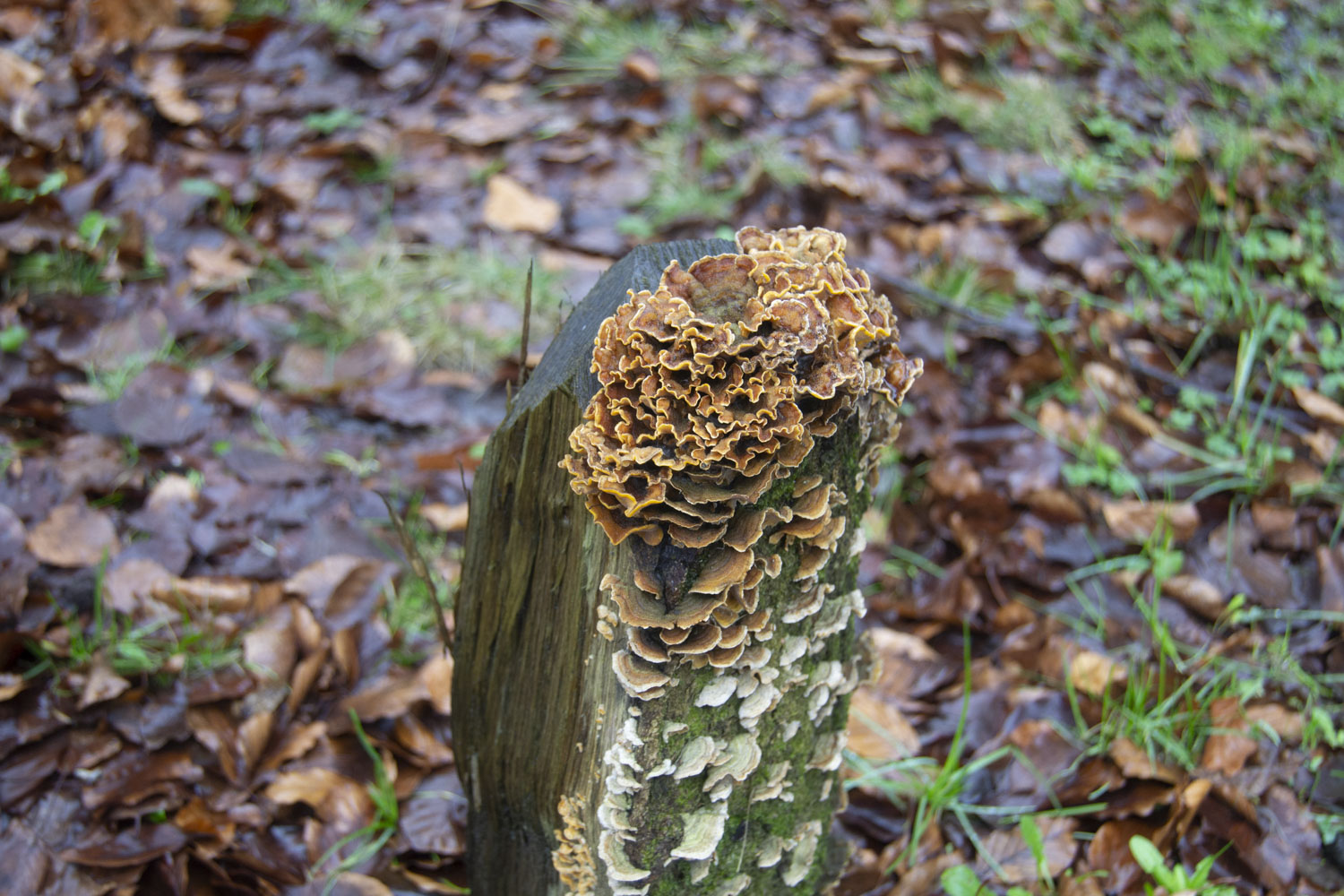 Des champignons se développant sur une borne en bois, le long de la route © Globe Reporters