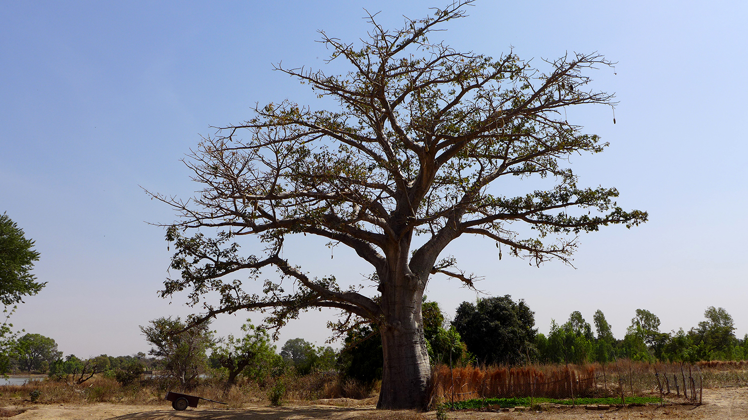 Un Baobab du Parc Wangr Weoogo.