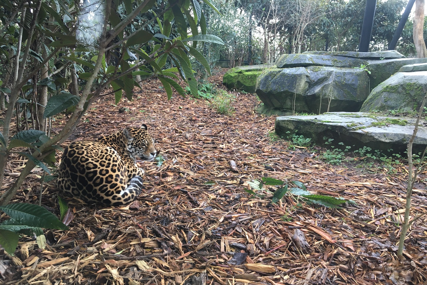Jaguar tacheté © Globe Reporters