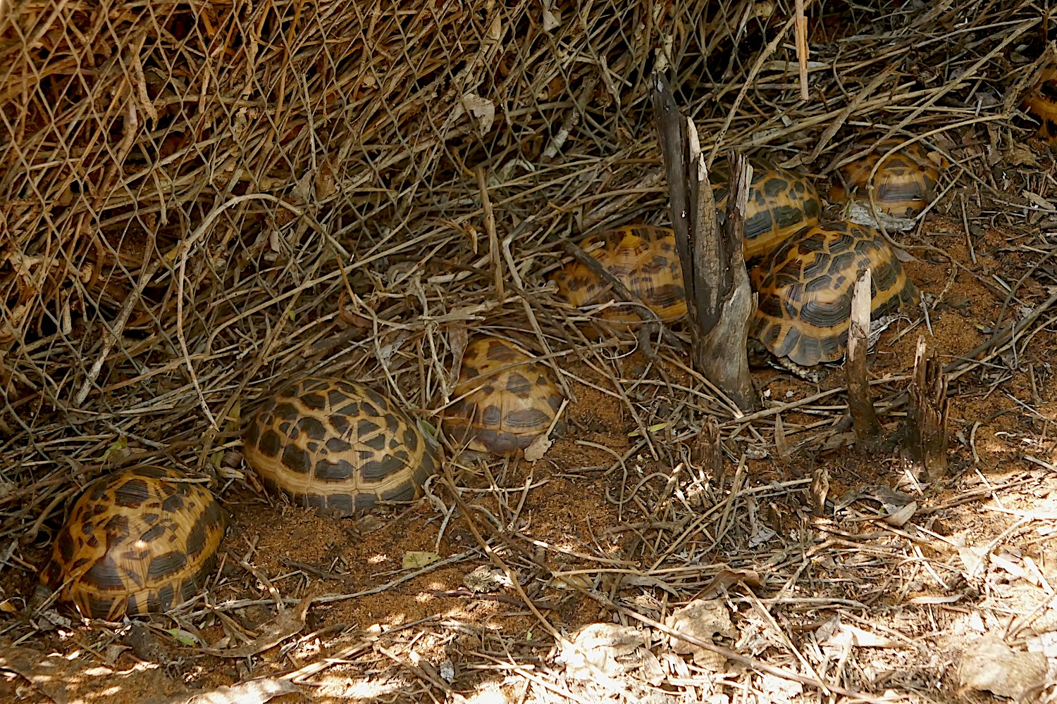 Les tortues araignées sont aussi protégées de la chasse et du commerce illégal © Globe Reporters