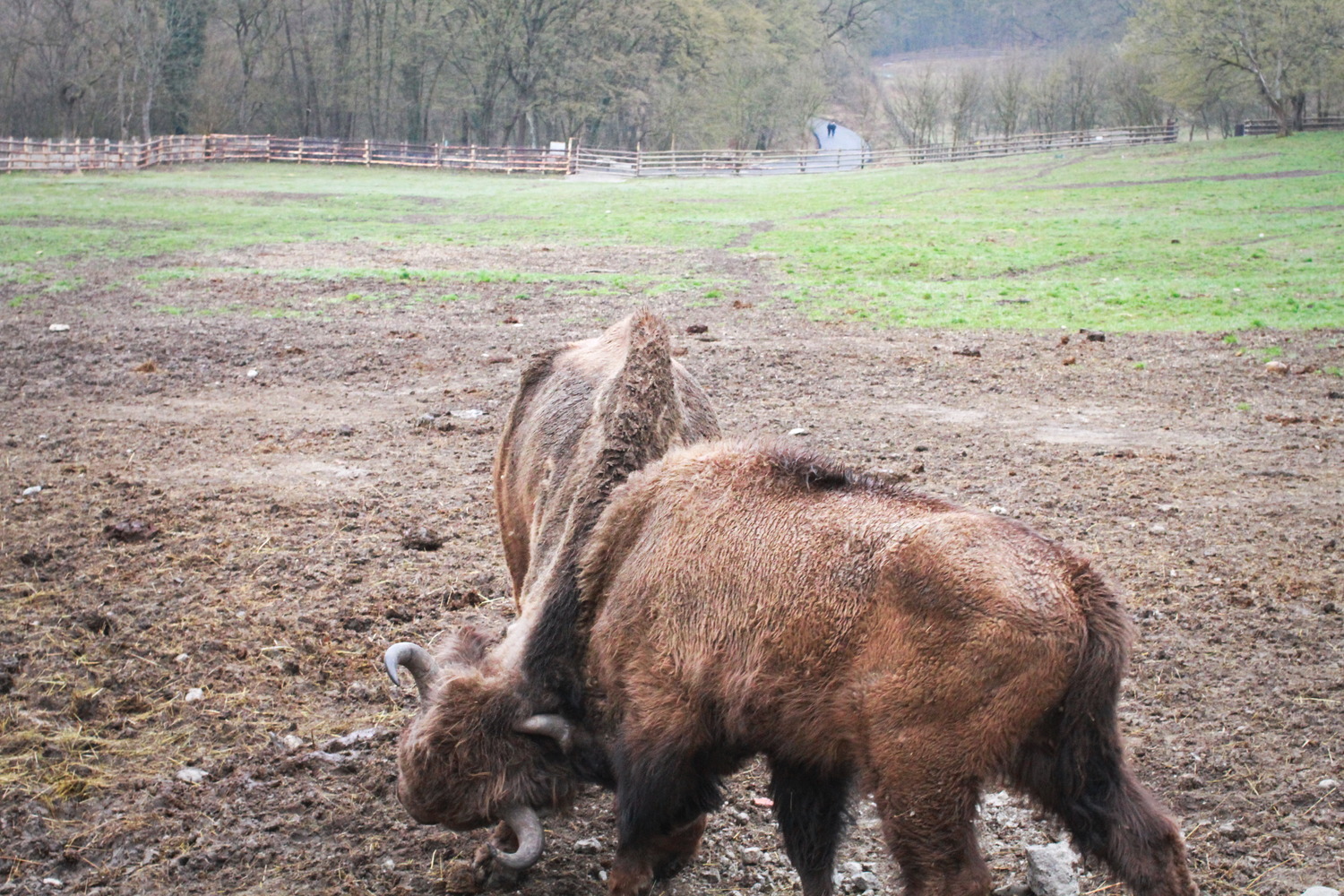 Deux jeunes bisons se battent, mais il ne s’agit que d’un jeu © Globe Reporters