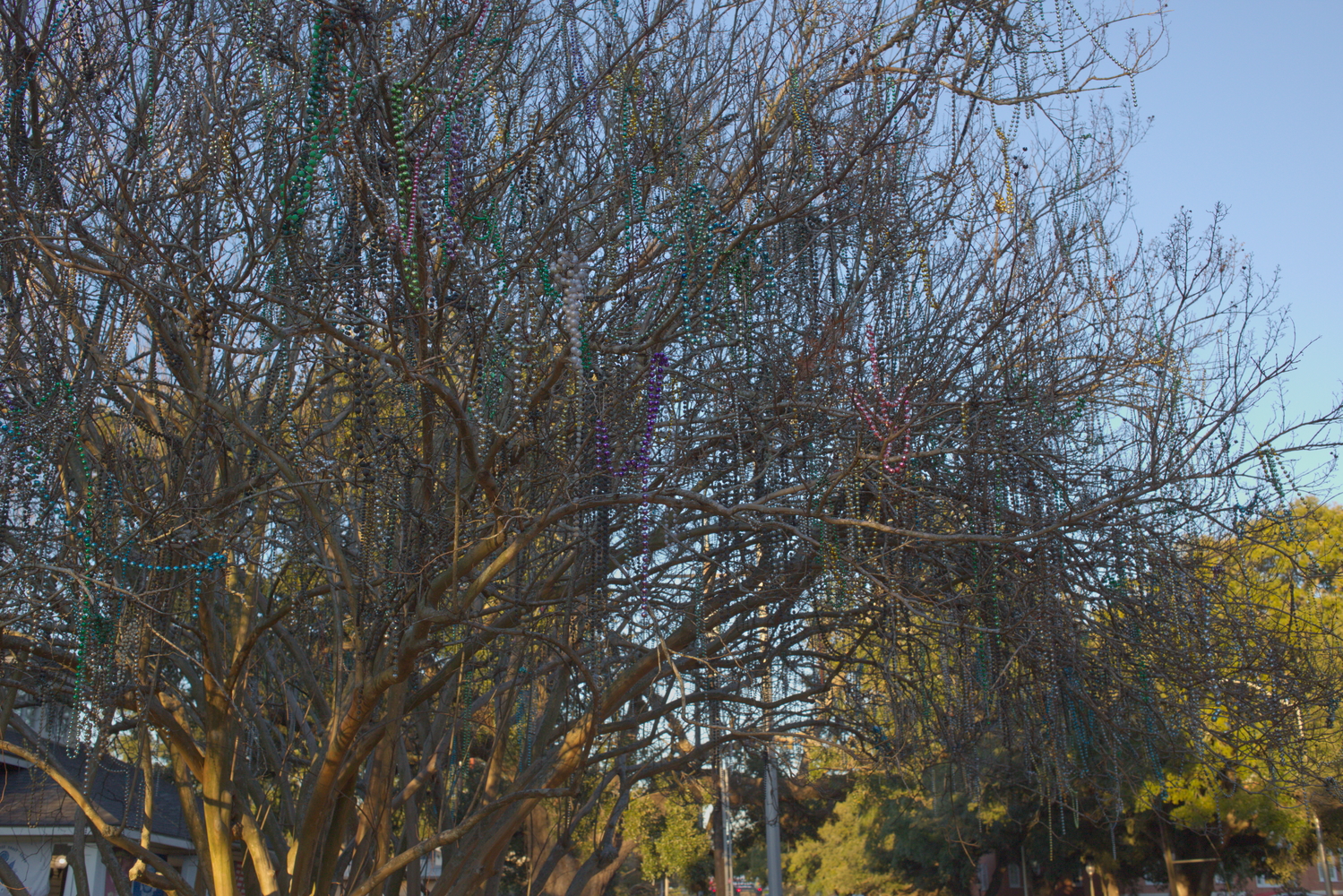 Le long de la route des parades, les arbres sont plein de « beads », les colliers en plastiques jetés depuis les chars © Globe Reporters