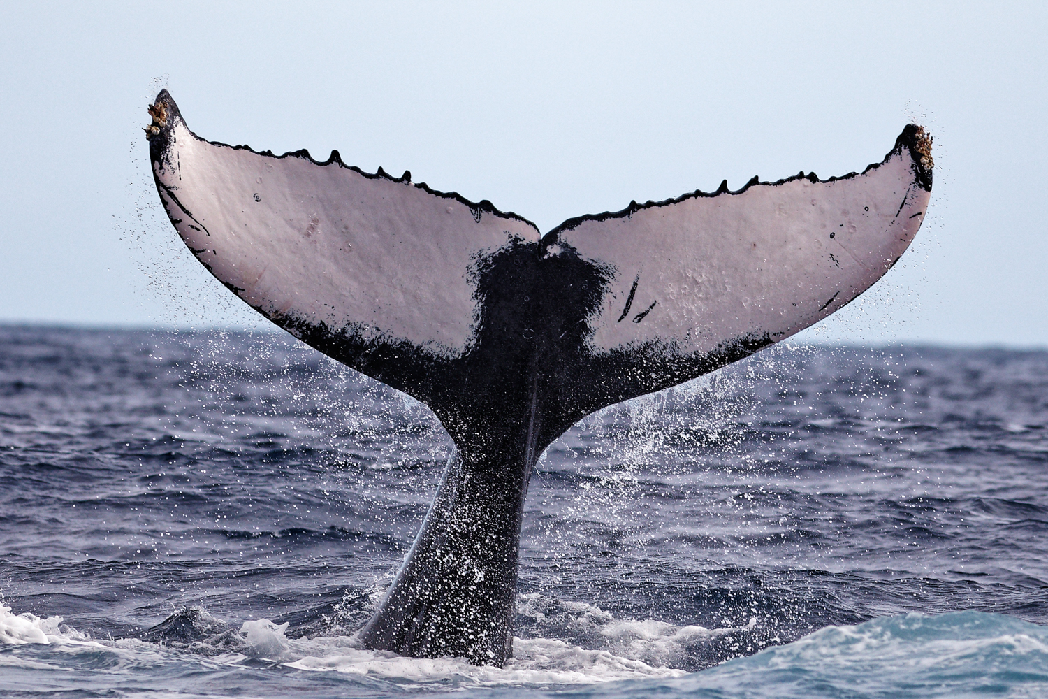 Le programme de sciences participatives Kodal consiste à photographier la nageoire caudale des baleines pour aider les scientifiques à les identifier © Eric GENTELET – Globice Réunion