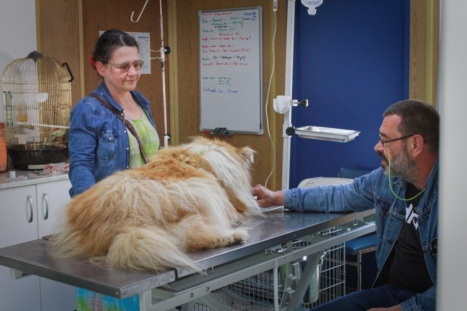 Dans une autre salle, une chienne se fait soigner par un autre vétérinaire. Sa maîtresse est à ses côtés. Son prénom est « Tündér », ce qui veut dire « fée » en hongrois © Globe Reporters