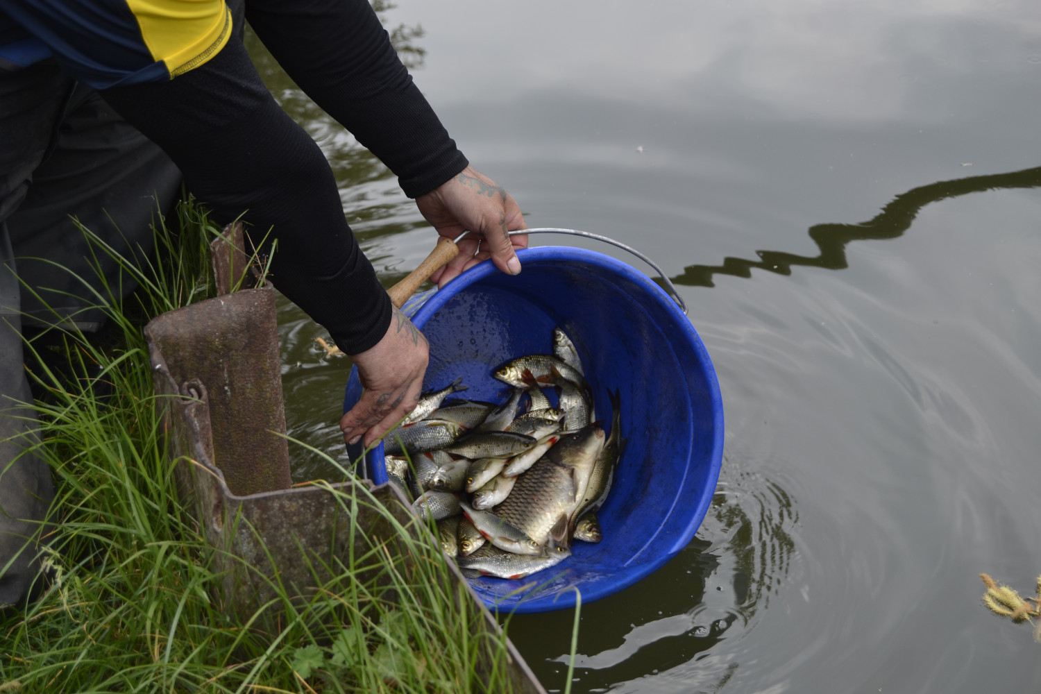 Une fois la pêche terminée, Gaëtan relâche tous les poissons dans le canal © Globe Reporters