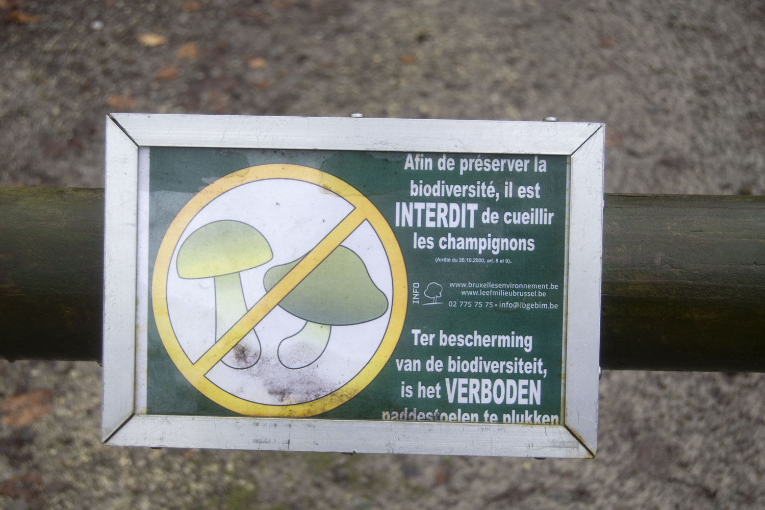 Afin de préserver la biodiversité, il est interdit de cueillir les champignons © Globe Reporters