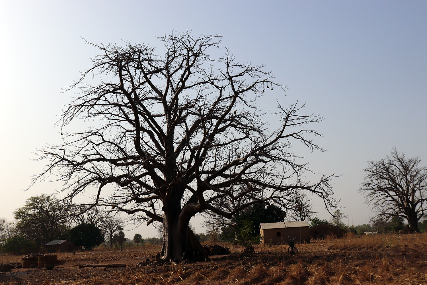Les baobabs sont des arbres vénérés et protégés au Bénin. Ils sont les témoins de multiples cérémonies chez les peuples Somba et abritent des esprits dans d’autres contrées du pays. 