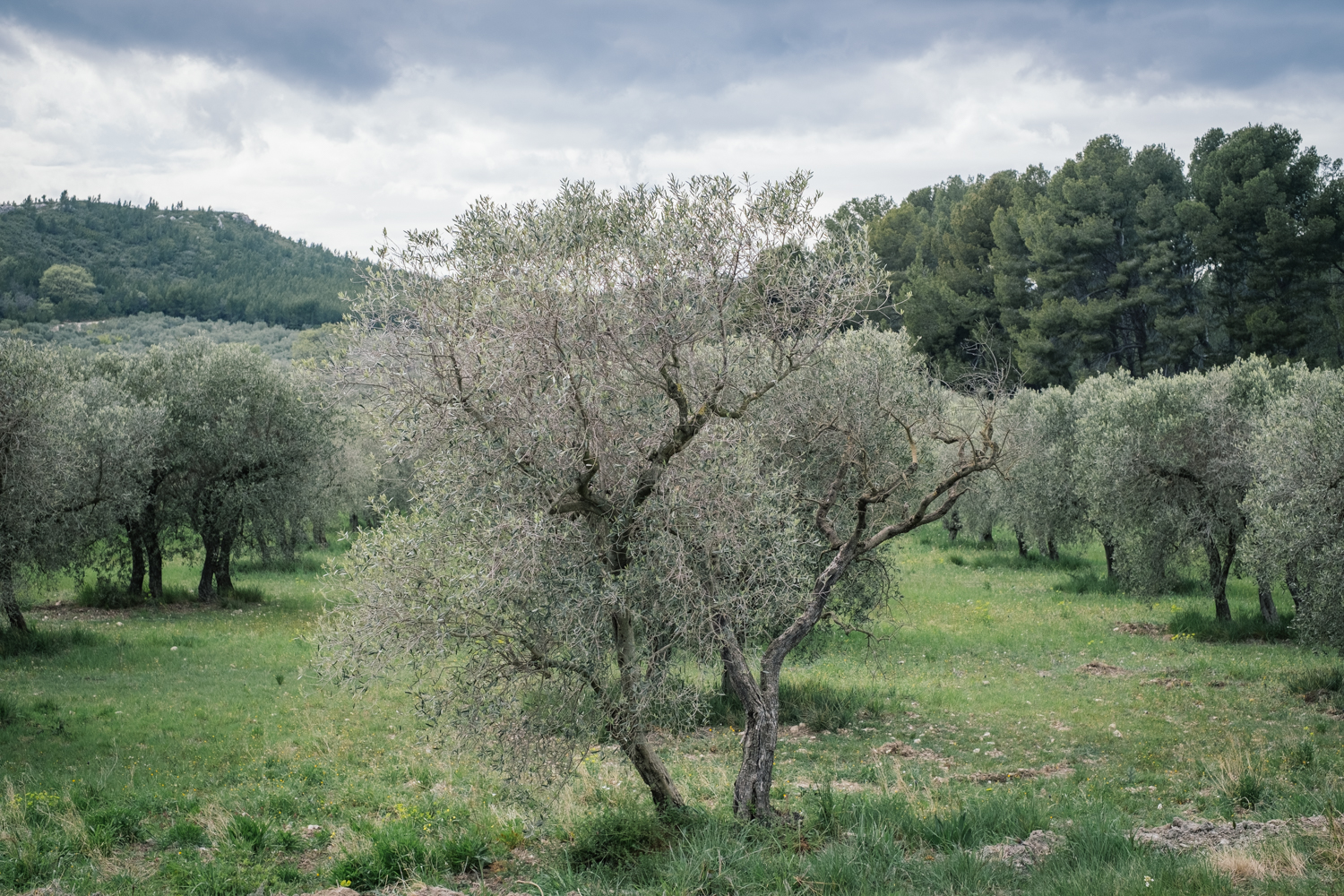 Sur le chemin du retour, Léonor LUMINEAU a le temps de se perdre au milieu des paysages des Alpilles, entre les champs d’oliviers et de vignes, et les zones plus montagneuses © Globe Reporters