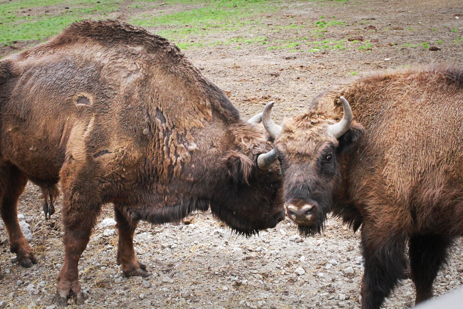 L’un des bisons est intrigué par l’appareil-photo © Globe Reporters