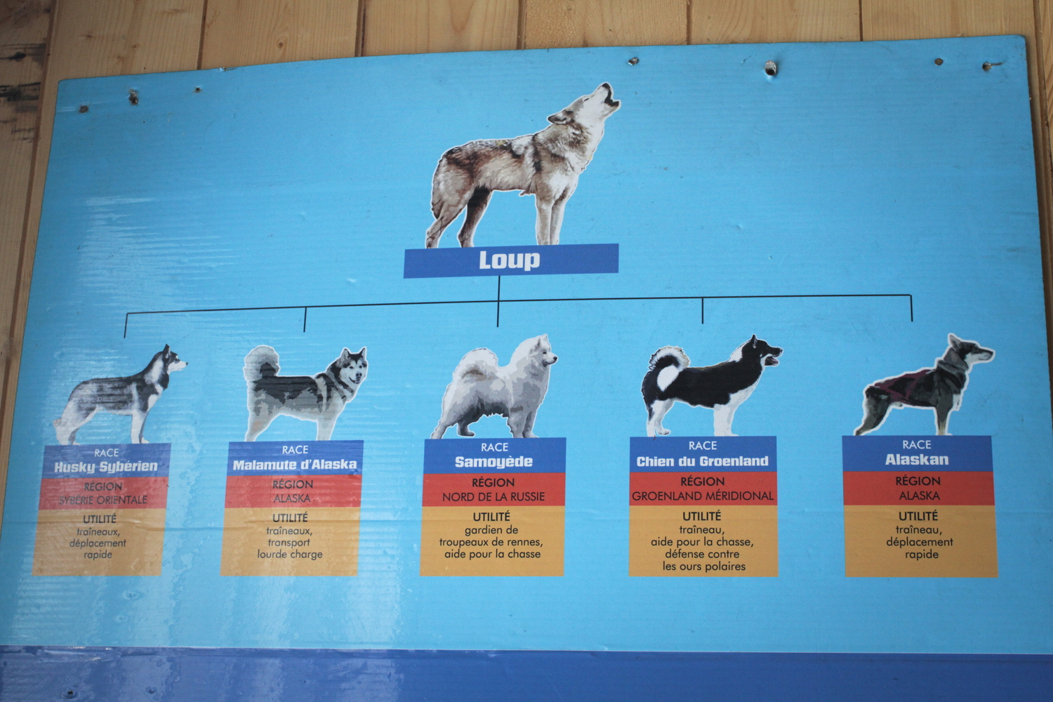 Les races de chiens utilisées comme chiens de traîneaux.