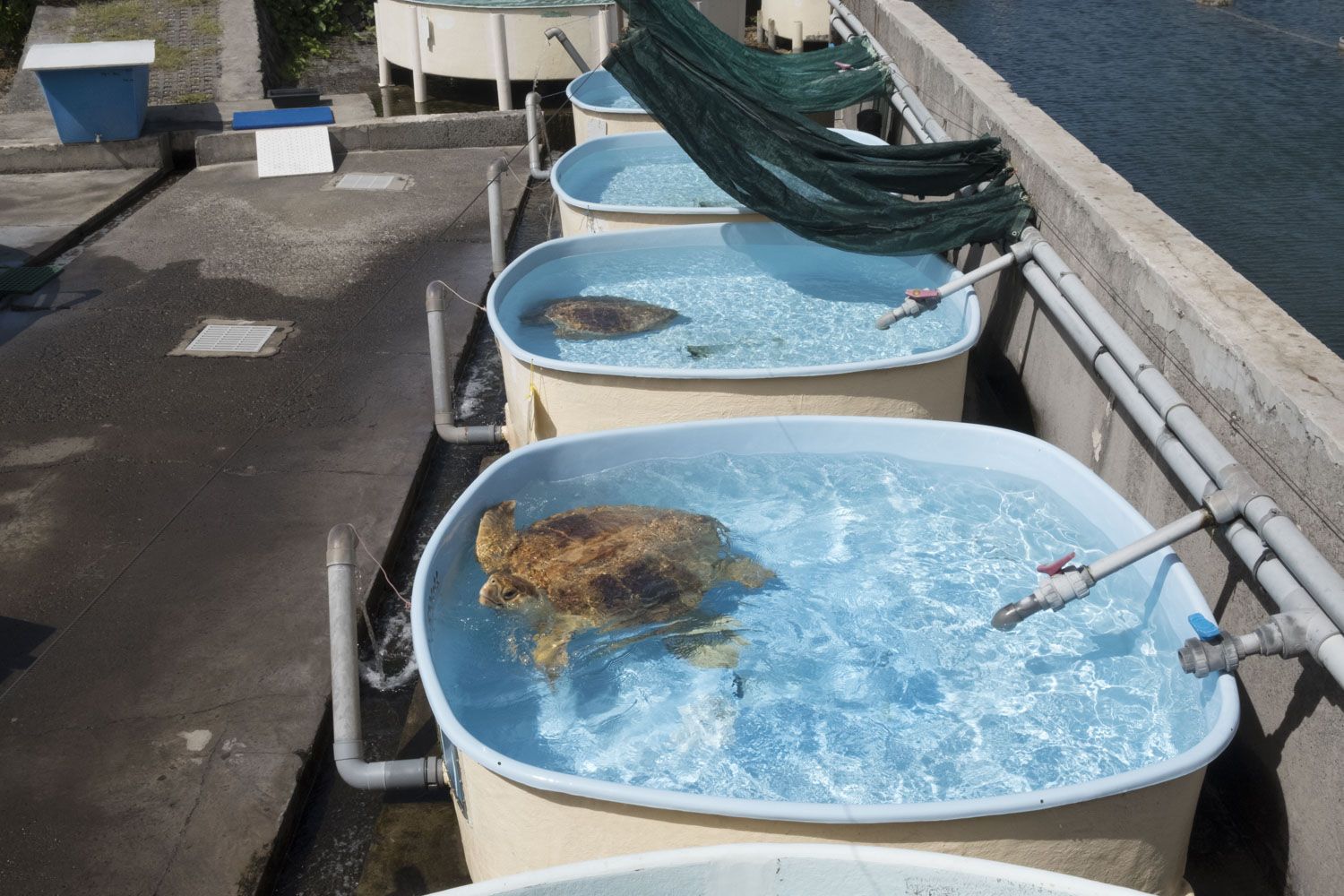 Ici, la partie réservée aux scientifiques. Les tortues sont installées dans des bassins individuels pour être soignées.